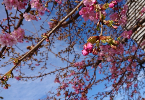 桜 写真