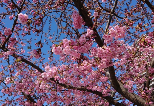 桜2 写真